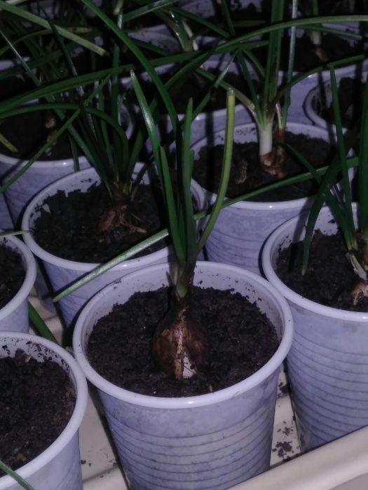 продам луковицы зефирантеса белого