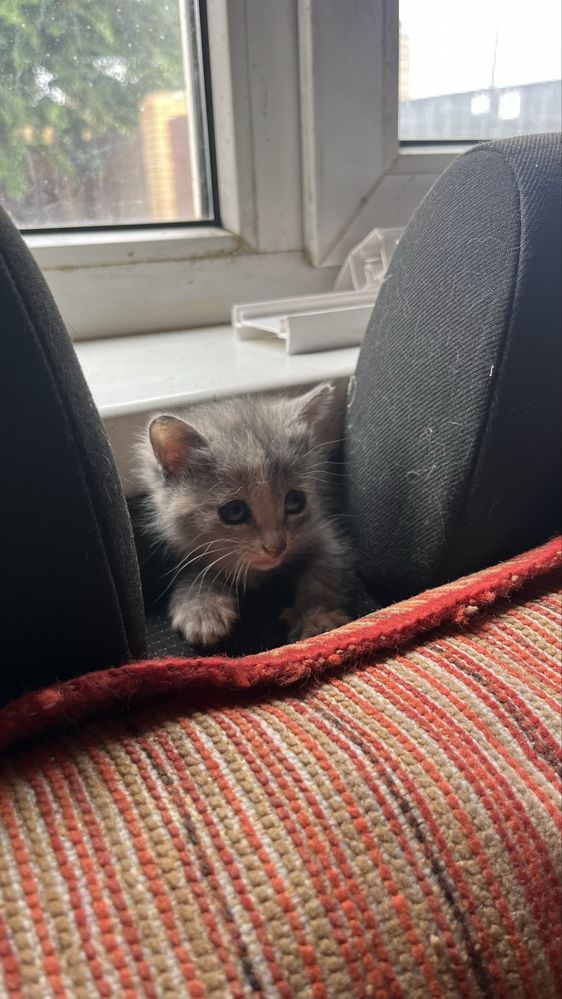 Мысық бар ұрғашы (котенок девочка)