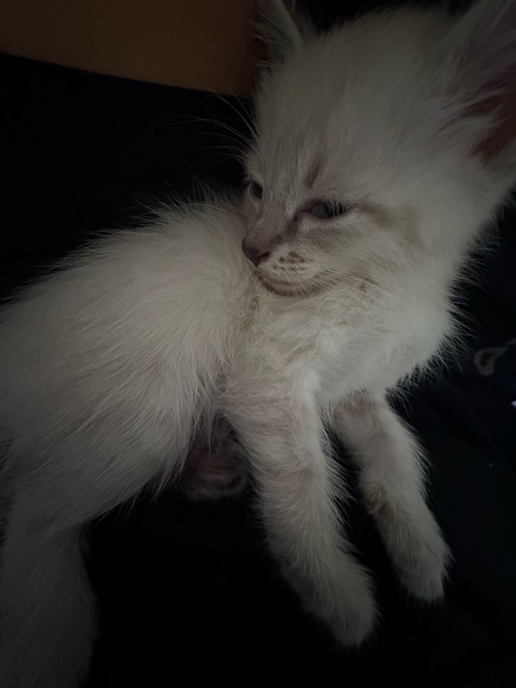 Отдам котят 3 мальчика 1 девочка 6 недель