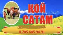 Продаю баранов/ Қой сатамын