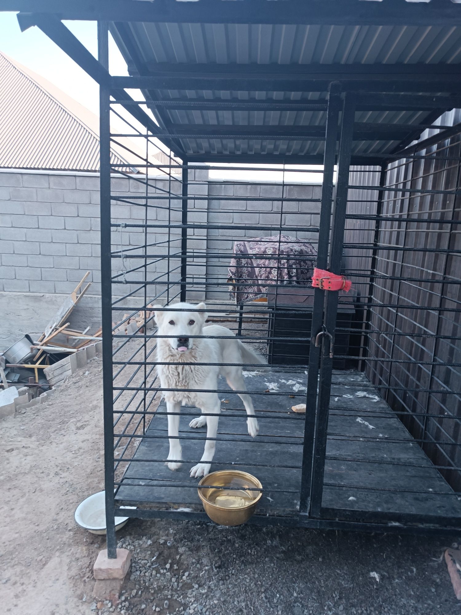 Продам Собаку Алабай с Вальером