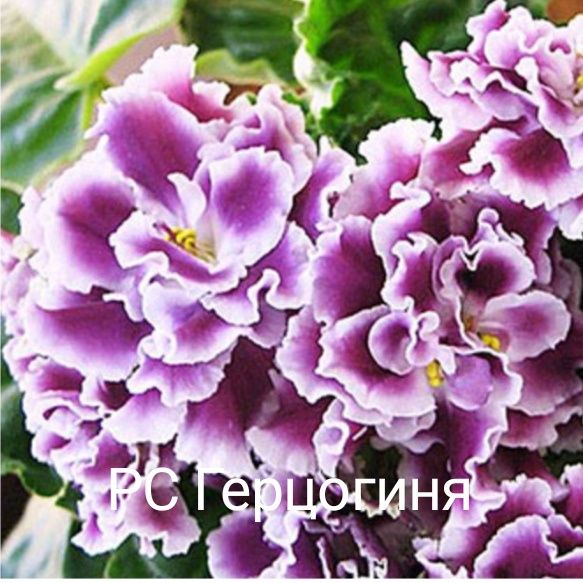 Распродажа взрослых сортовых фиалок