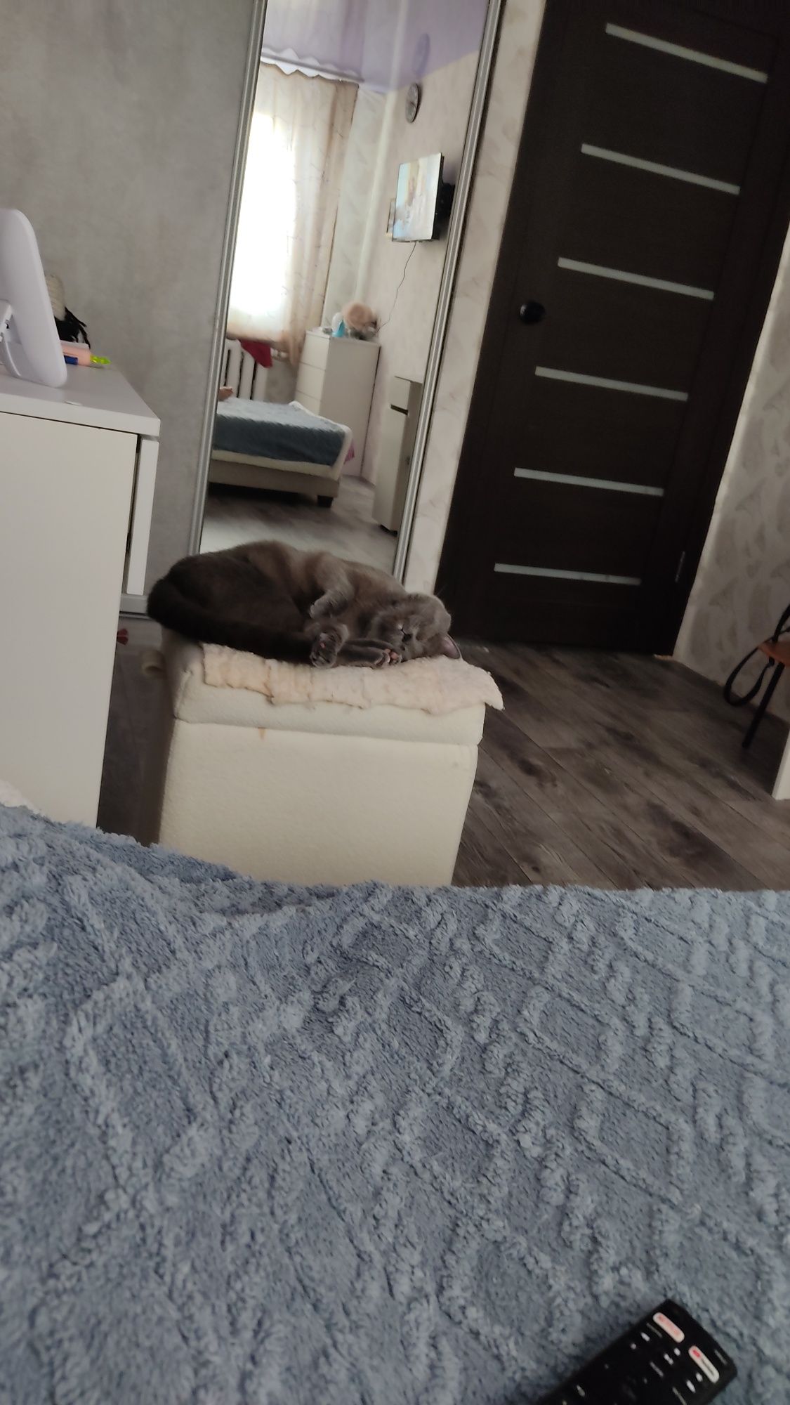 Чистокровный британец,вязка кота.