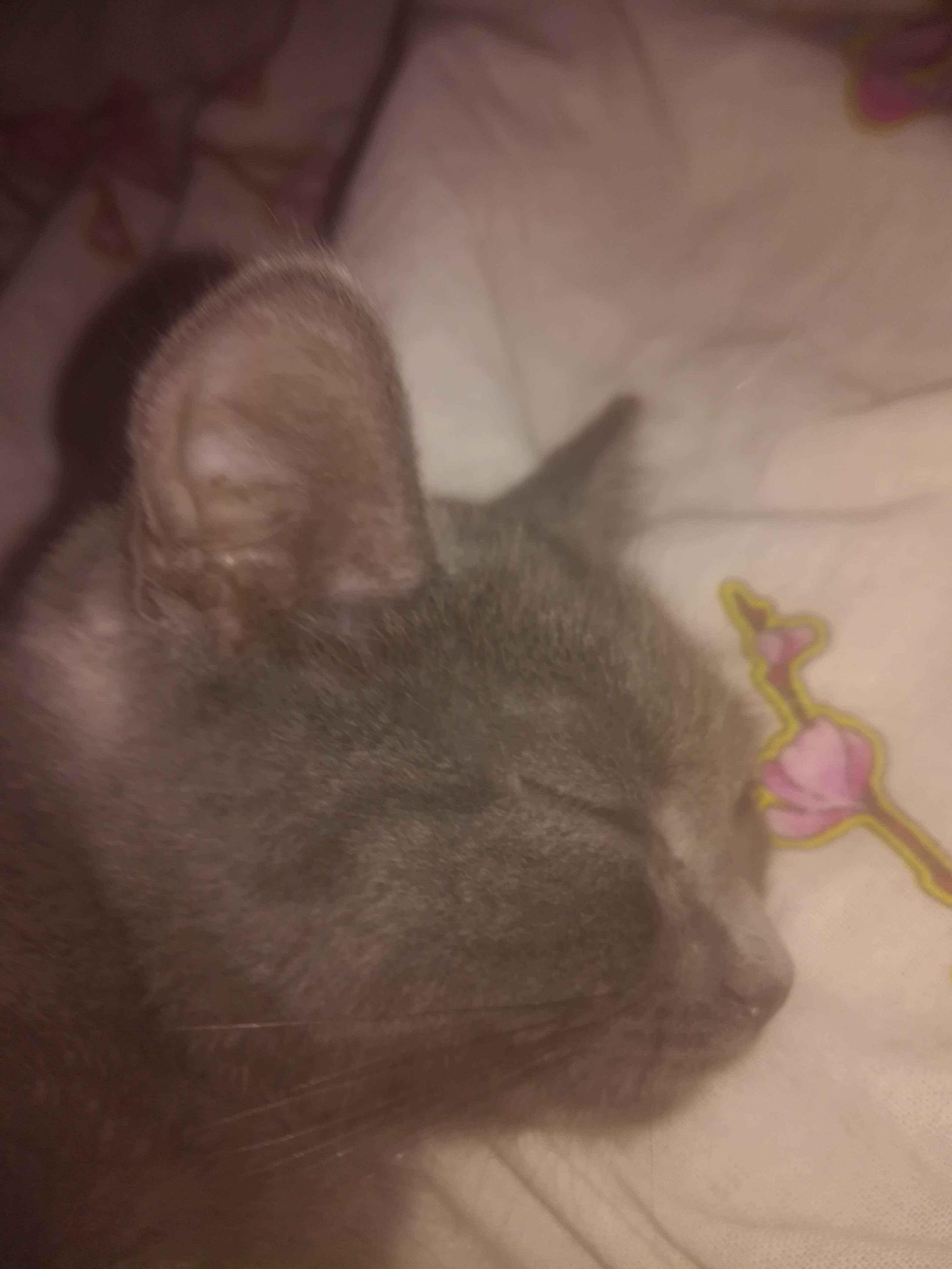 Отдам в хорошие руки трёхмесячного котёнка