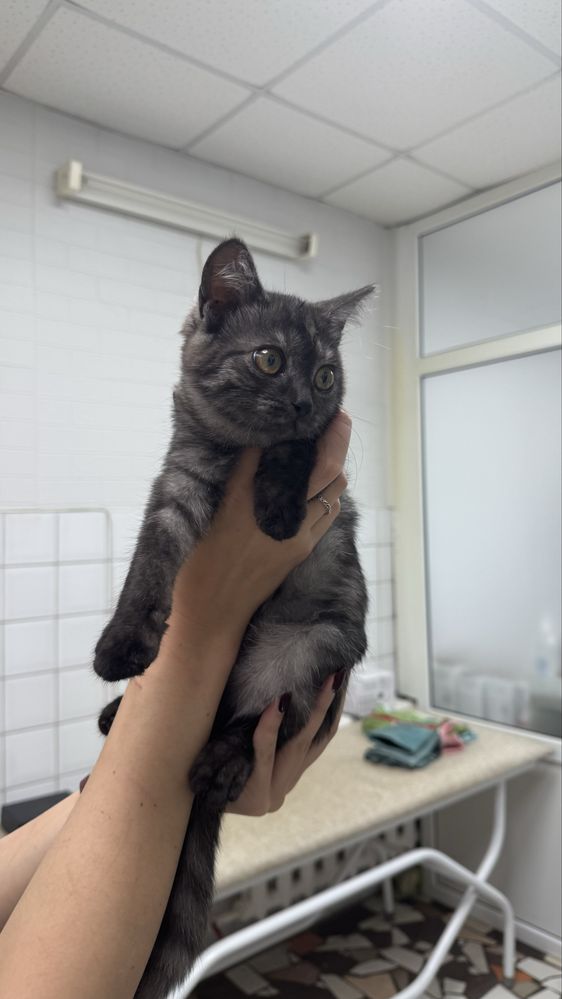 Отдадим котенка в добрые руки, девочка !