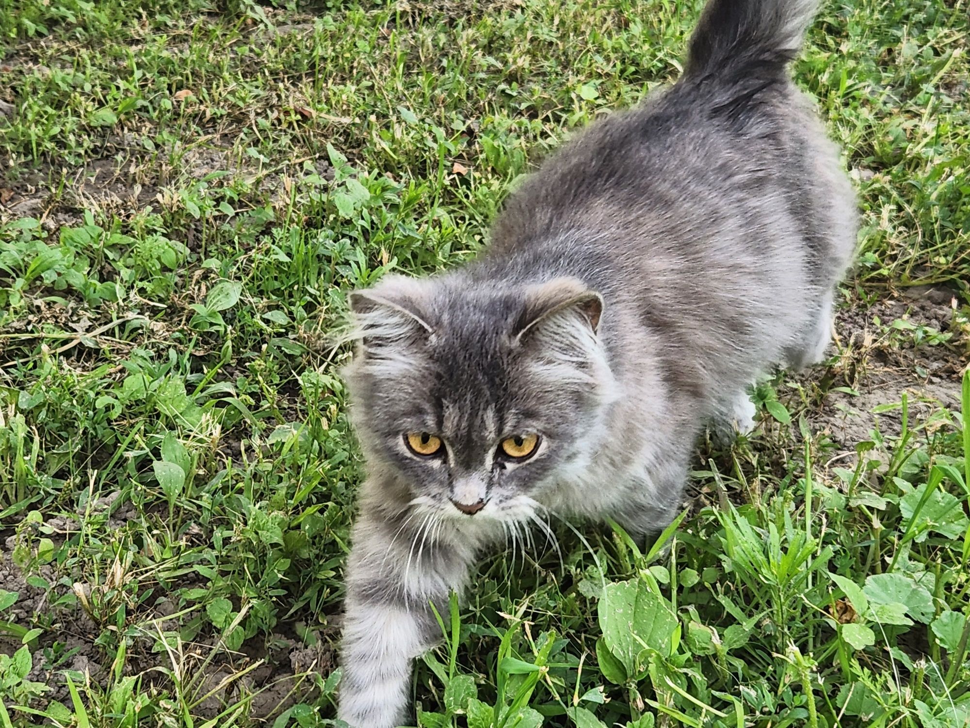 Отдам котика в добрые руки