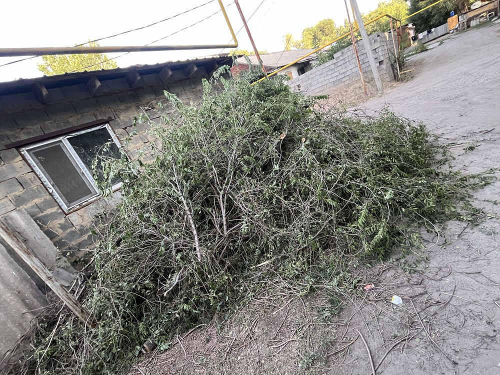 Отдам даром дерево и ветки