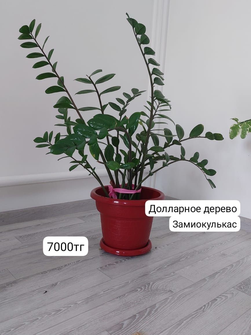 Үй гүлдері сатылады