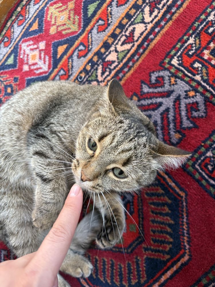 В хорошие руки с приданным,
