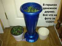 Набор растений . Долларовое дерево