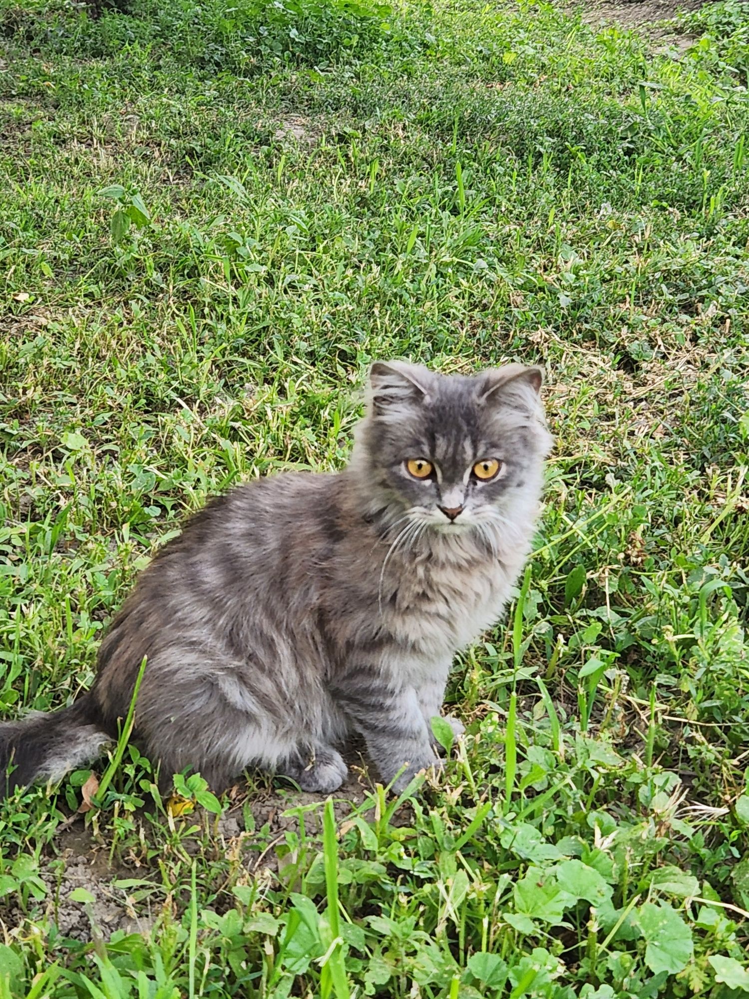 Отдам котика в добрые руки