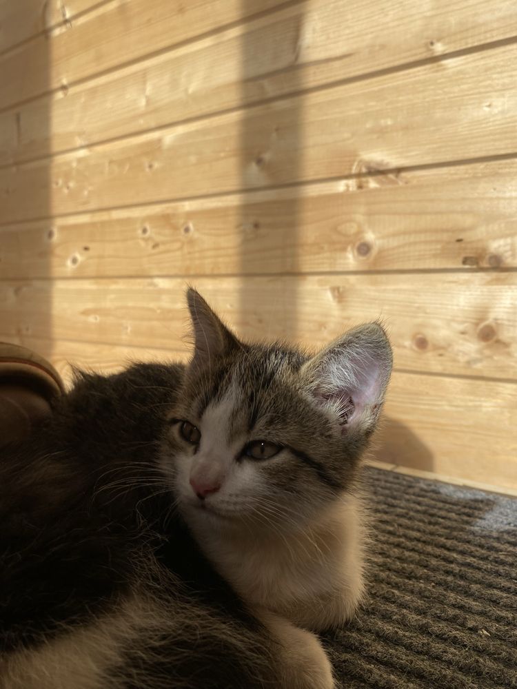 Котята,домашние.