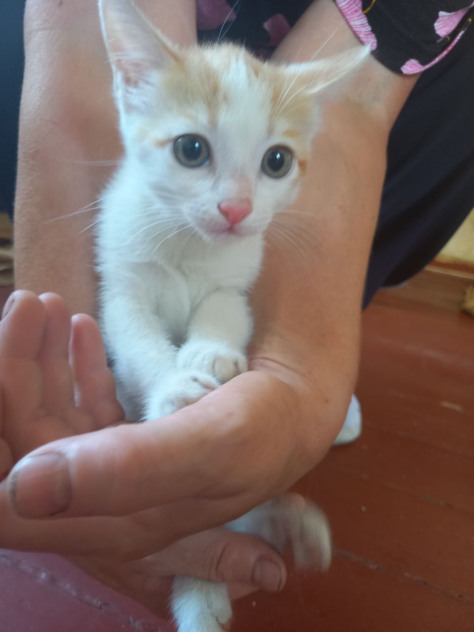 СРОЧНО Котята в добрые руки