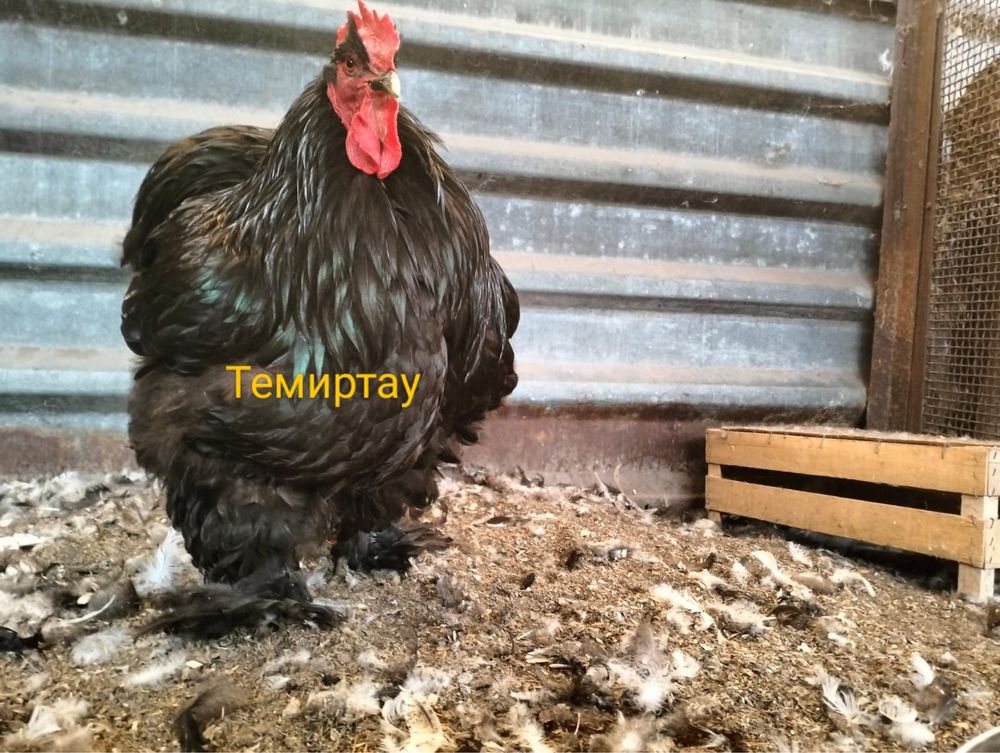 Продается Племенной Петух. Кохинхин черный.