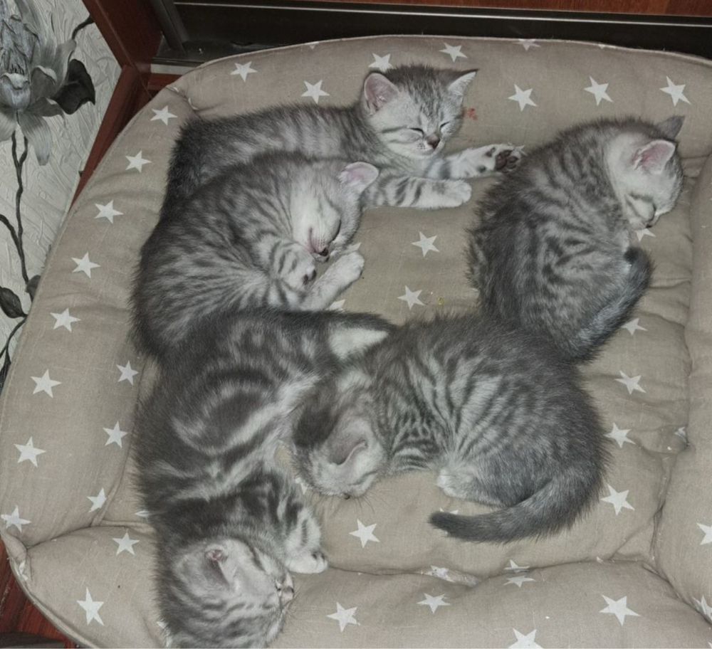Очаровательные шотландские котята