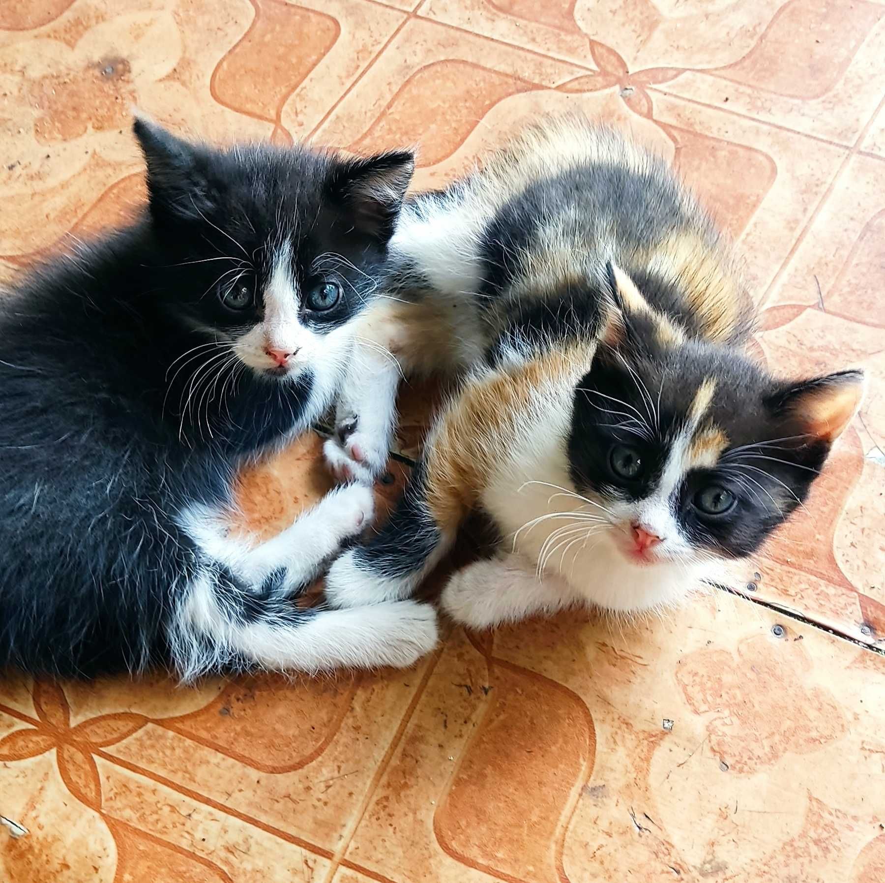 Дарю шустрых умных  котят