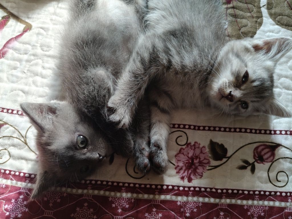 Котята в добрые руки