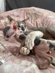 Продам котят сфинксов