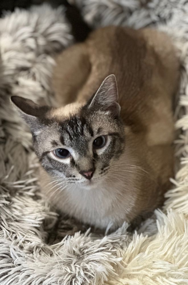 Тайский котик Барни, 10 месяцев