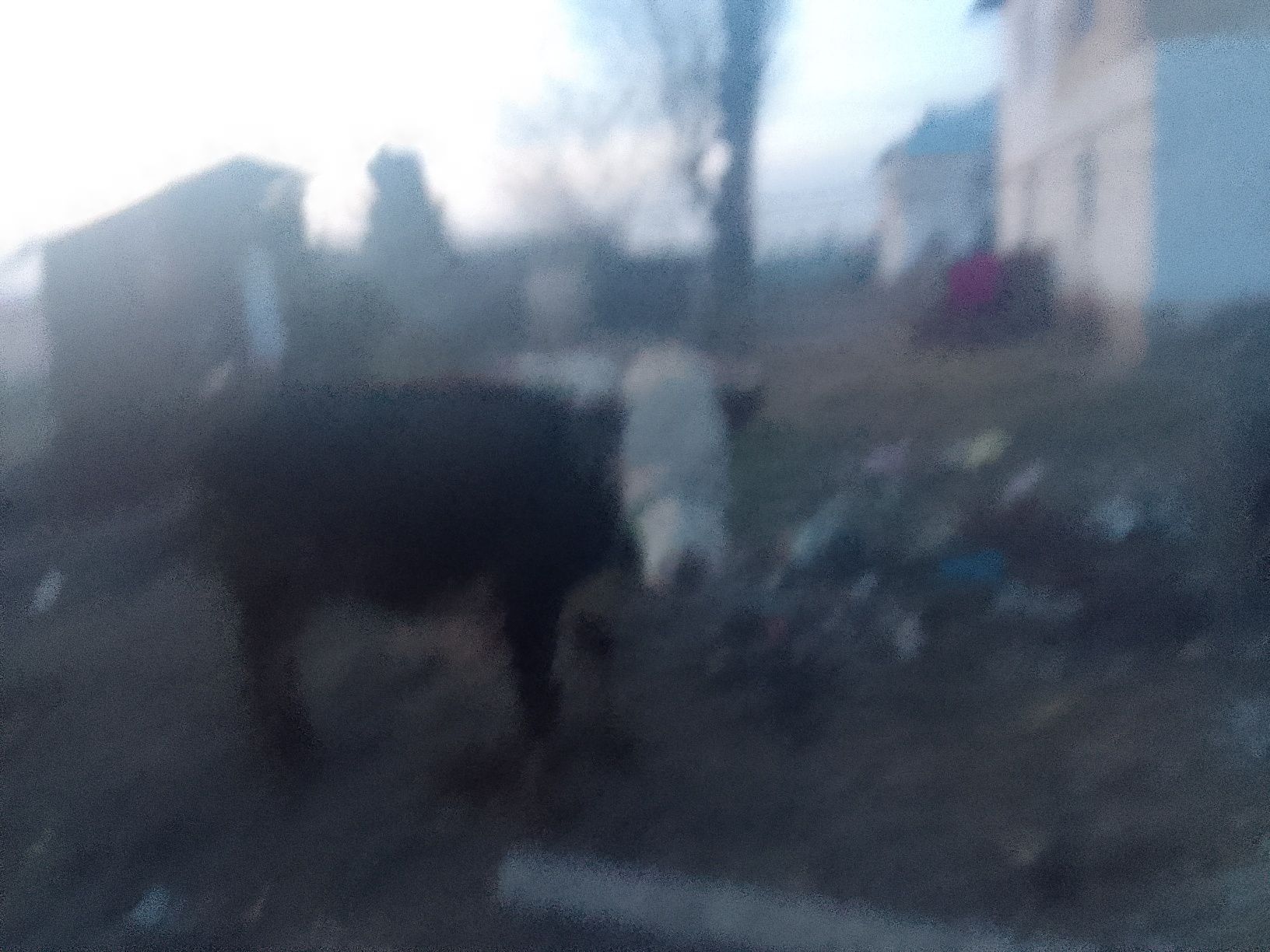 Сиыр сатылады сутти линиадан сатылып тур