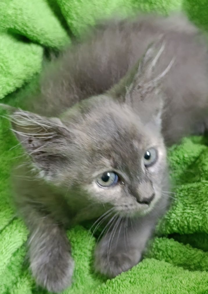Продам в добрые руки котят мейнкуна