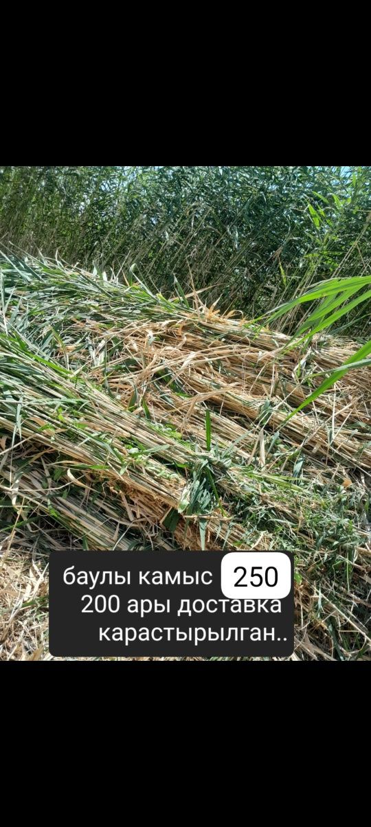 Камыс ши маты бар