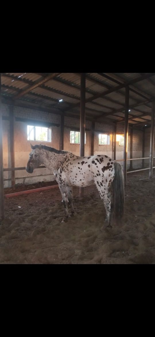 Продам  Лошадь  Айгыр