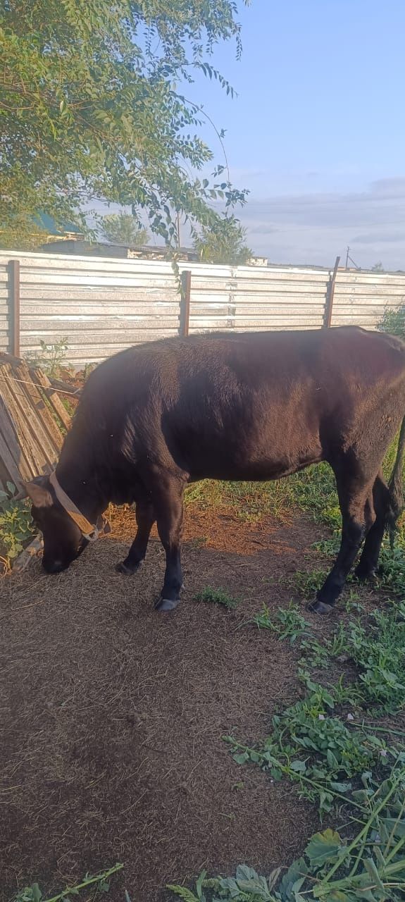 Продам тёлочку 1,5 года