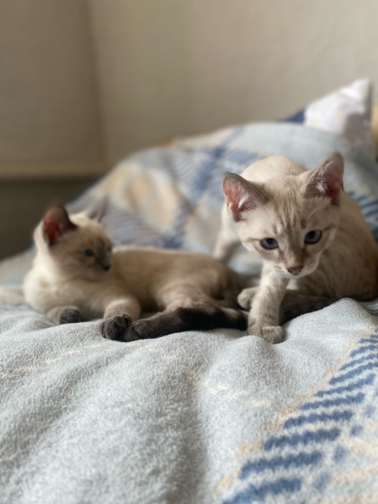 Котик сиамский 4 месяца