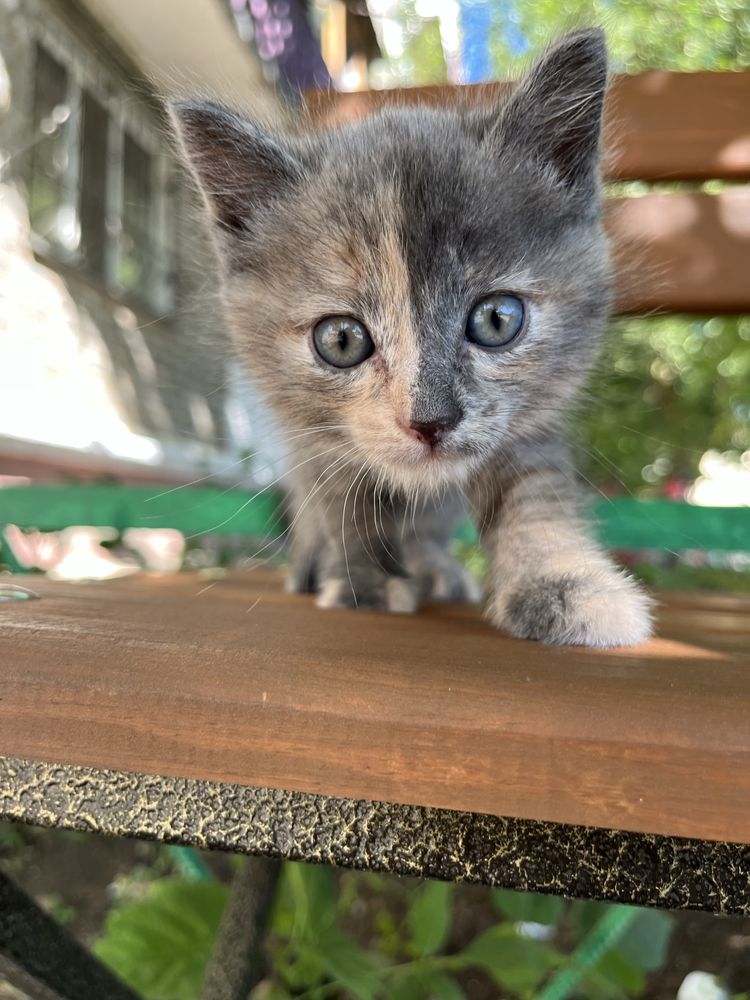 Отдам котенка( девочка 2 мес)