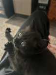 Котенок ищет дом
