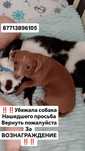 Потерялась собачка
