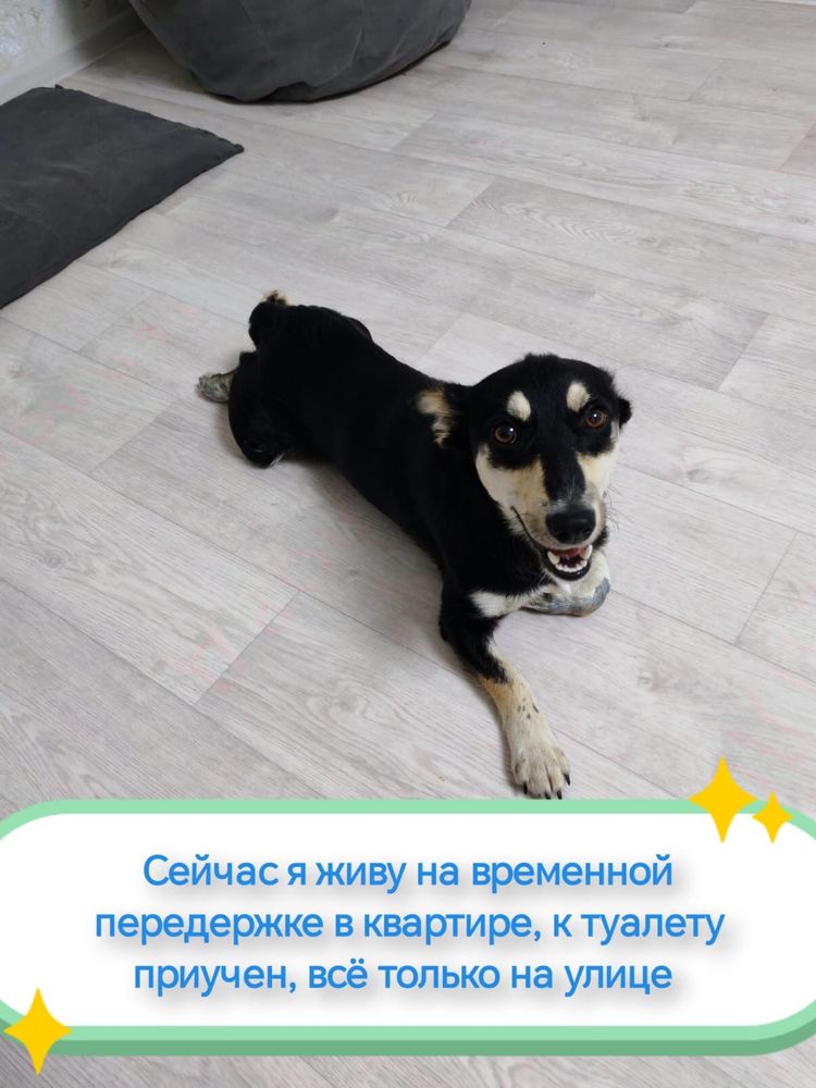 Щенок мальчик ищет дом