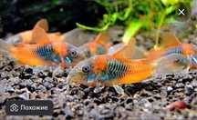 Коридорас венесуэла оранж (Corydoras aeneus «Venezuela Orange»)