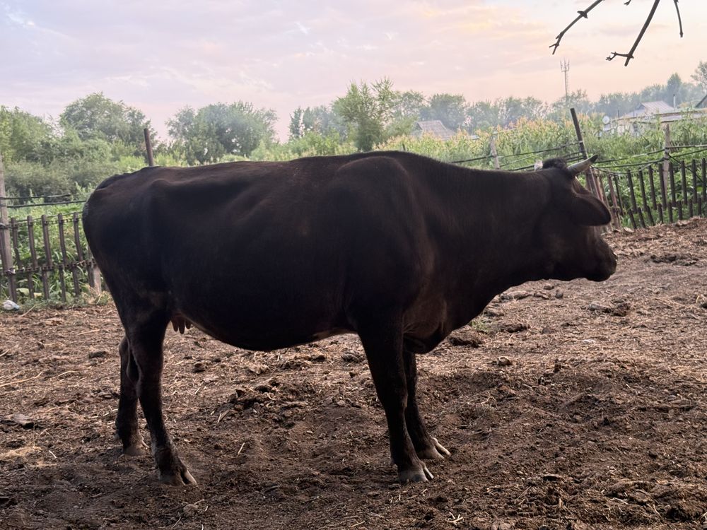 Продам стельную корову