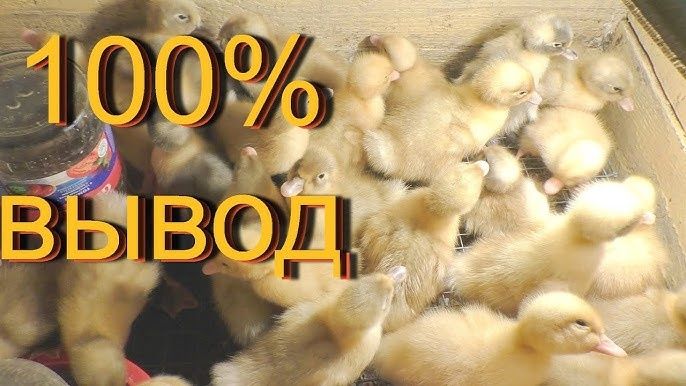Гусиное инкубационное яйцо большой ассортимент