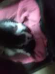 Котята - мальчики