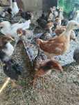 Продам домашних цыплята