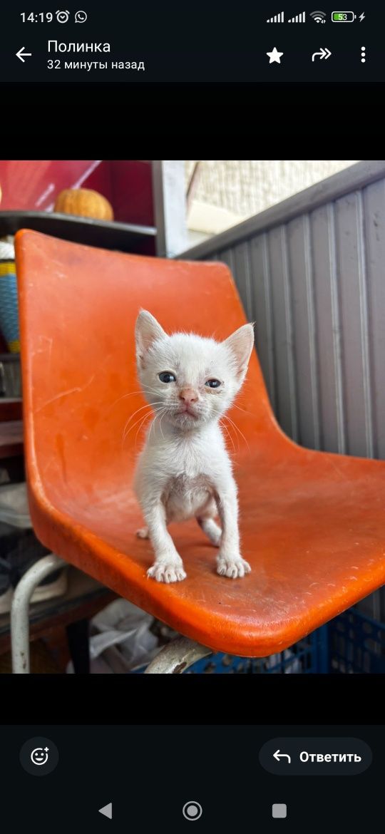Котята в добрые руки
