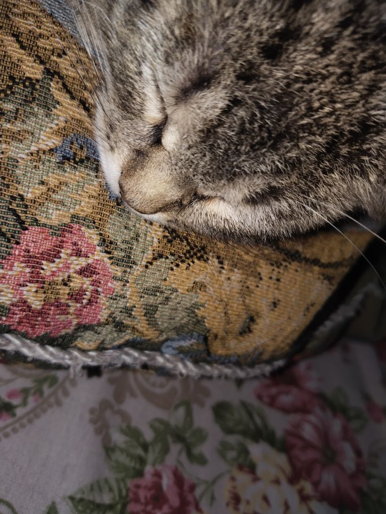 Отдам котенка в хорошие руки