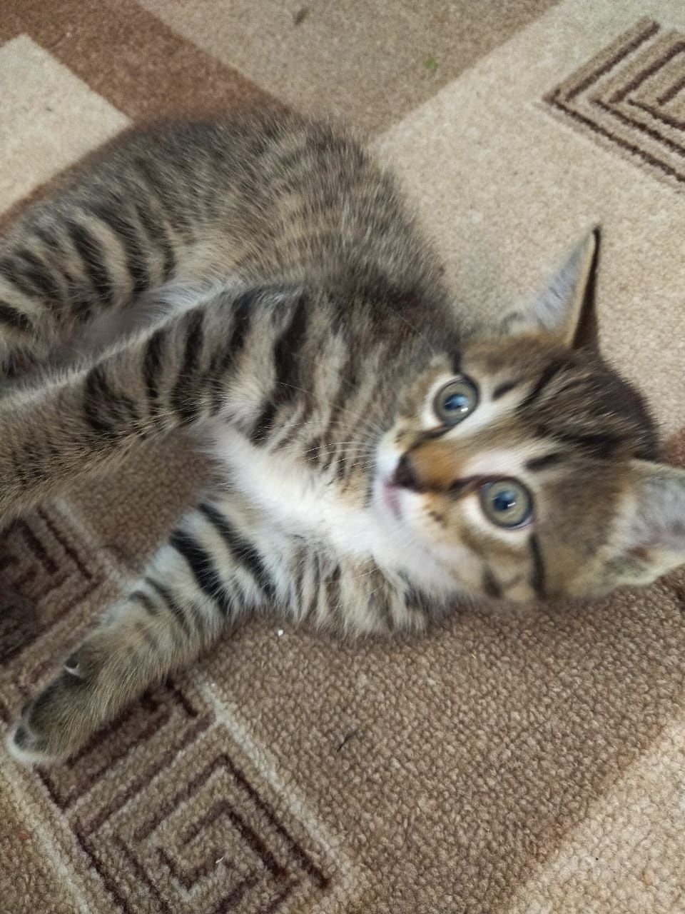 Отдам котят  в добрые руки