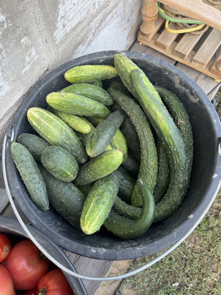 Продам огурцы разные,