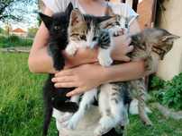 Отдам котят в добрые руки