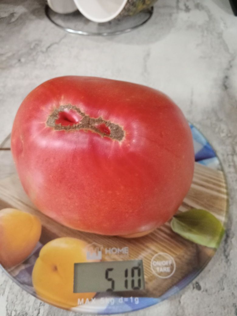 Продам домашние помидоры