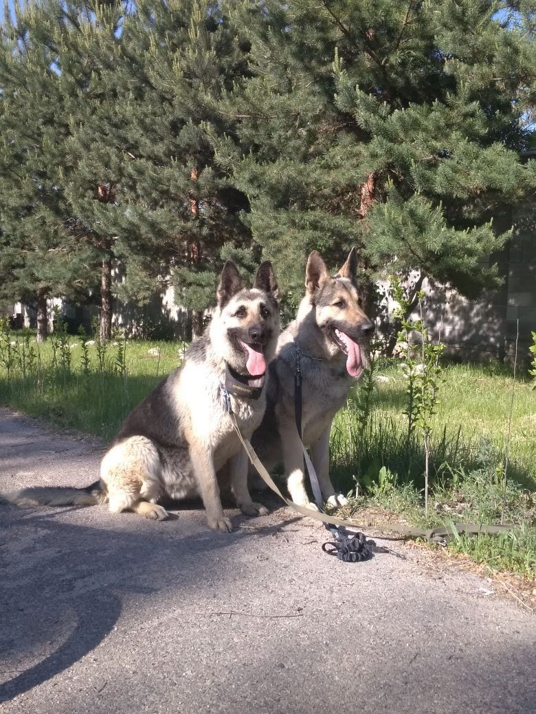 Кинолог, Дрессировка, Зоогостиница, Подготовка собак к выставке, Вязка