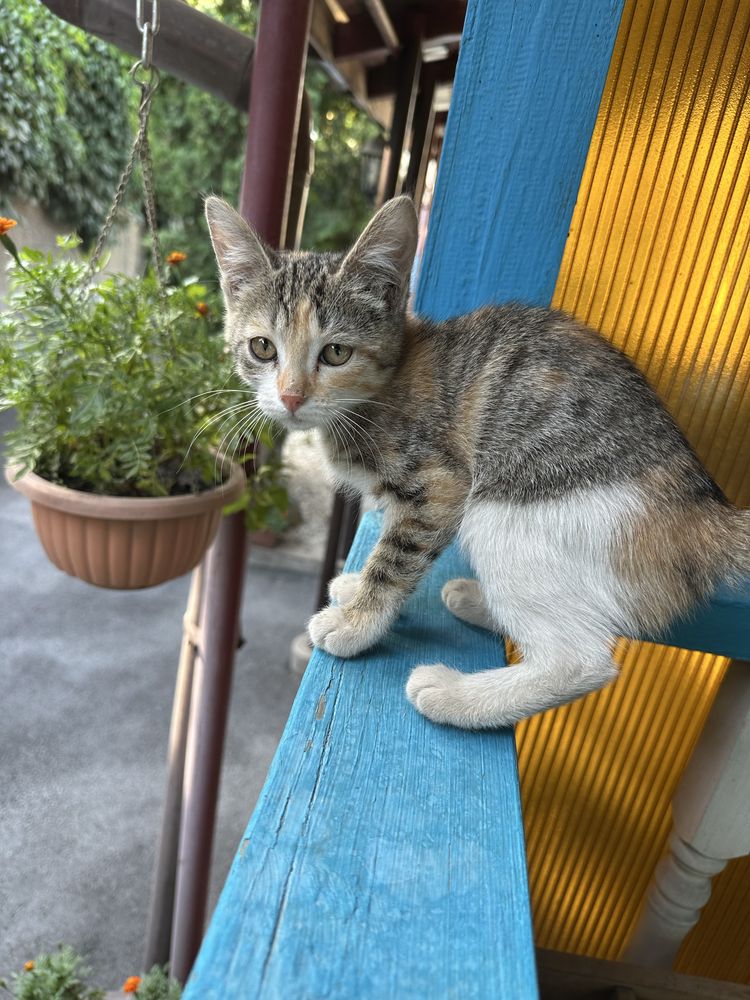 Котята в любящие руки