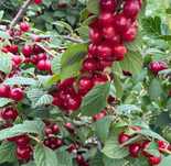 Продам Вишню Войлочную саженцы