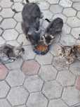 Отдам котят даром