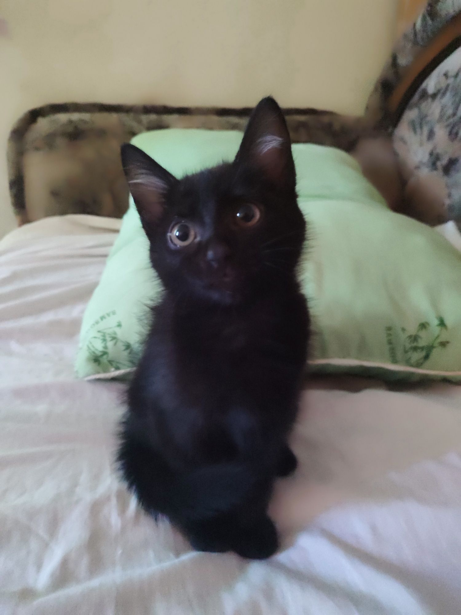 Отдам котика даром 1.5 месяца, к лотку обучен,игривый