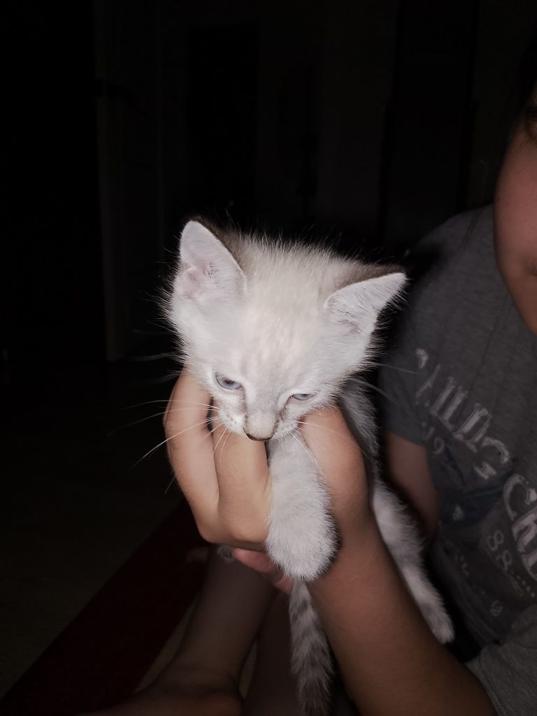 Котенок, девочка